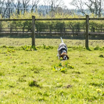 Primrose - 1 Bedroom Cottage - Llanteg Отели в г. Амрот