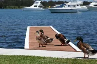 Ducks Bungalow- Lake Macquarie Hotels in Caves Beach