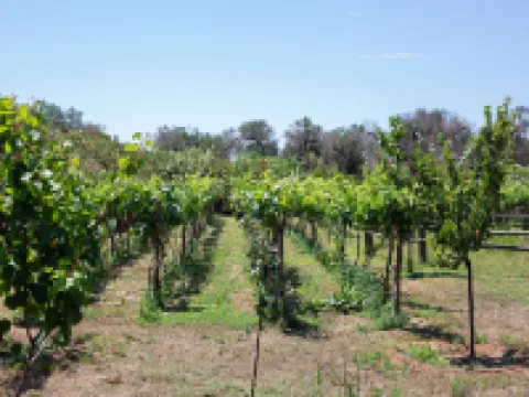 มาสเซรีย เมสซาเปีย ไวน์ รีสอร์ต แอนด์ สปา โรงแรมในMesagne