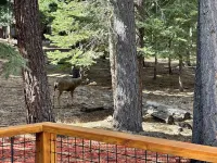 Tahoe Donner Mountain Retreat: Fire Pit, Beach Club, and Trails