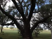 Country Getaway at Eleven Oaks Ranch……Coleman, Texas فنادق في كولمان