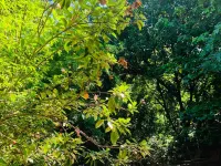 Tree House Hotel Hotels in Sisaket