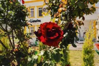Limon Pansiyon - 3-Star
