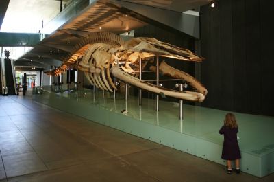 a large dinosaur skeleton is displayed on a glass table in a museum , with people looking at it at Ibis Melbourne Hotel and Apartments