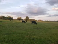 Rustic  ranch retreat with private saltwater pool! Pool closed Nov1-March 30