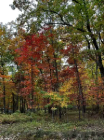 The Blue Cottage located in the woods on Lookout Mountain in Rising Fawn GA