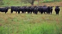 Five W Ranch -Sugar Hill Farm location- Private, Five Minutes From Downtown!