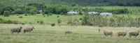 Leeuwenhof Country Lodge & Garden Spa Hotel di Bosveld