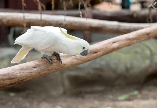 Airport Hotel Clark Photos