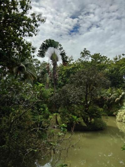 ホテル周辺 セピロック ジャングル リゾートの写真