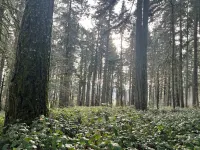 Remodeled basement in Corvallis, surrounded by forest and trails!