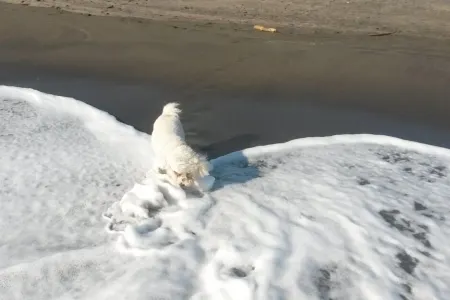 Historic summer house by the sea Отели в г. Уонгануи