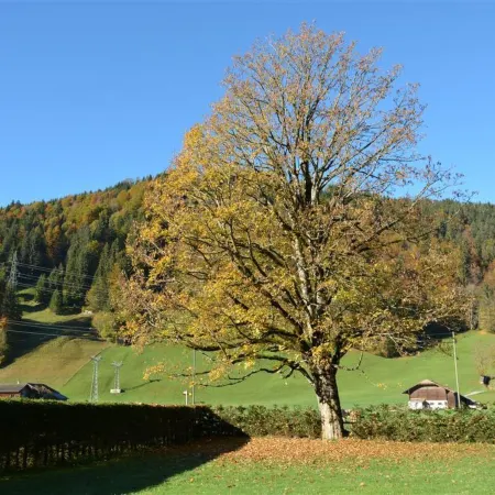 Oberland Nr. 3