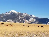 Pet friendly Emigrant Pk Cabin 30 mins - Yellowstone. 5 mins to Chico ht springs