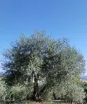 L'OLIVO Tourist Apartment CIN IT051021C2MW8M4HLF