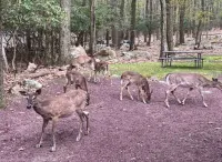 Cottage Close to Lake w Fireplace/FirePit/Wildlife