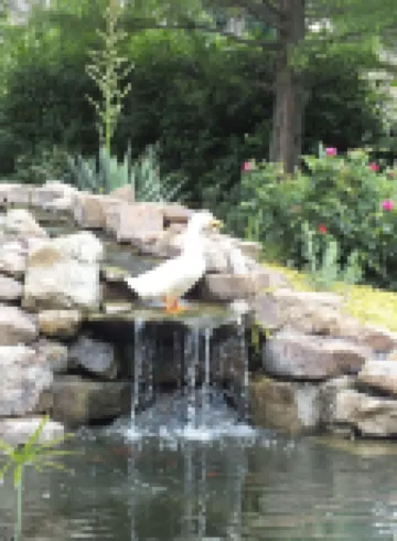 Montrose Farms Alpaca Ranch