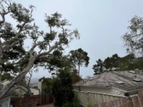 Charming 3-bed home in Carmel-by-the-Sea; Pet Friendly & Near Everything Carmel!