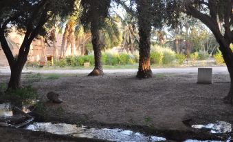 Bivouac Sous les Palmiers Bleus