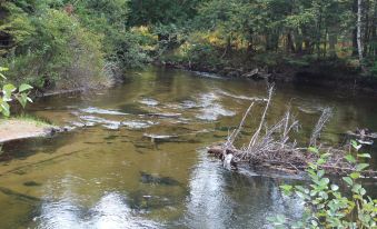 Cabins on Maple River