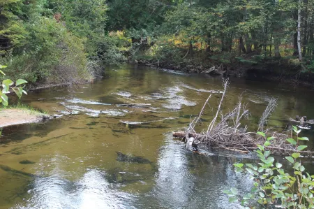 Cabins on Maple River