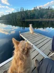 Vasha is a cozy pet-friendly lake house for relaxing in a secluded location.