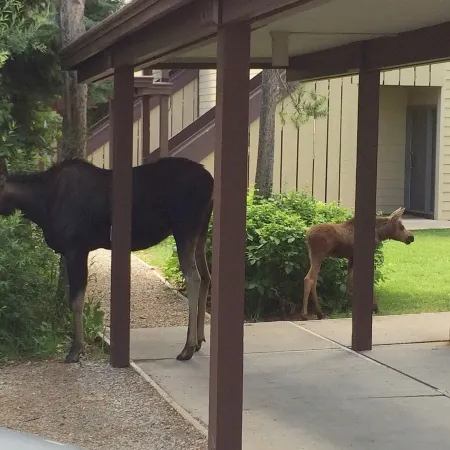 Secluded Jackson Hole Area Escape; views of Tetons, near ski hills & Yellowstone Отели в г. Уилсон