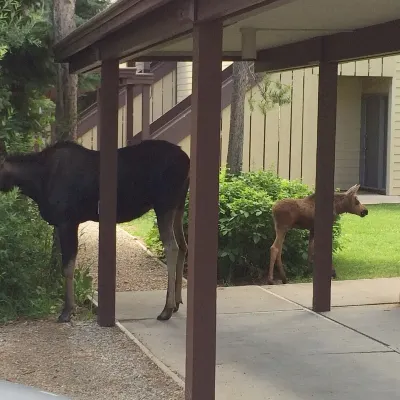 Secluded Jackson Hole Area Escape; views of Tetons, near ski hills & Yellowstone Hotels in Wilson