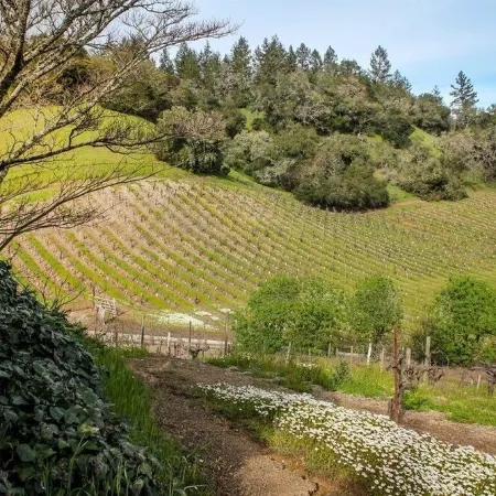 ✨Rustic Cabin in Dry Creek Valley with beautiful views // 5 miles to Plaza ✨