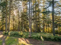 TreeTops Forest Retreat Hotels in Lopez