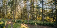 TreeTops Forest Retreat