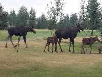 Golf Course Condo - Spacious 3 Bed, 3 Bath  Condo with Hot Tub, Sauna, & Pool