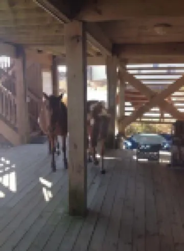 Lightly Salted OBX, Beach front Luxury, Wild Horses, Pool, Hot Tub, 4x4 Beach Hotels in Fruitville