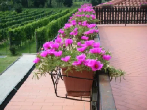 格里約伊歐勒農莊