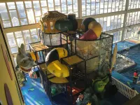 Montego Bay Resort Hotels in Avalon