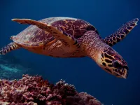 Elite Beach Inn Hotel a Furanafushi