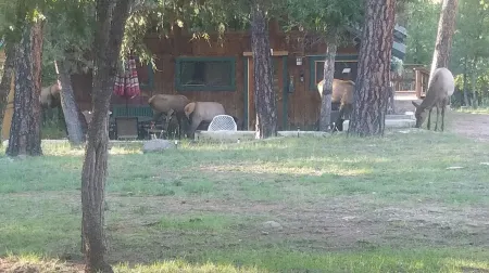 The Hill House, private, quiet, and just 2 blocks to Main Street. Отели рядом с достопримечательностью «Moon Mountain»