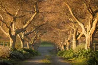 Cherry Tree Lane Accommodation, Quiet location bordered by farmland. Hotels in Te Awamutu