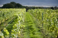 The Old Stables - Contemporary Cottage Surrounded by Woodland and Vineyards