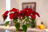 GuestReady - Beautiful Home minutes to City Center