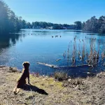Waterfront Quiet Retreat, Plymouth, Pet Paradise, Private Beach, Sleeps 4 - Apartments