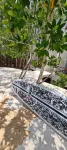 Sanyama Holbox - Pet friendly