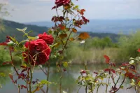 La verde Toscana - 3 rooms in a peaceful place