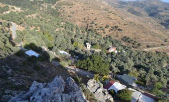 Garden of Olive Trees