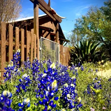 El Castell - on the Llano River [Entire Property - 4 Cabins]