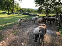 "The 56" - Yosemite Foothills Ranch