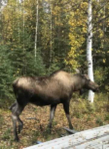 Cozy and Quiet One Bedroom Cabin 1/2 Mile Off Parks Highway Mile 57 in Houston.