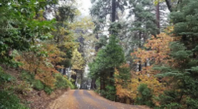 Mountain Cottage Serenity Surrounded by Majestic Forests 5 min to Lake Arrowhead
