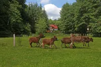 Hotel Boltenmühle Hotels in Gühlen-Glienicke