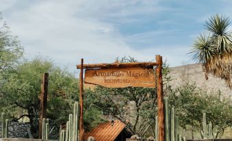 Armadillo Mágico